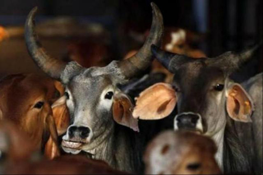 cow sacrifice.